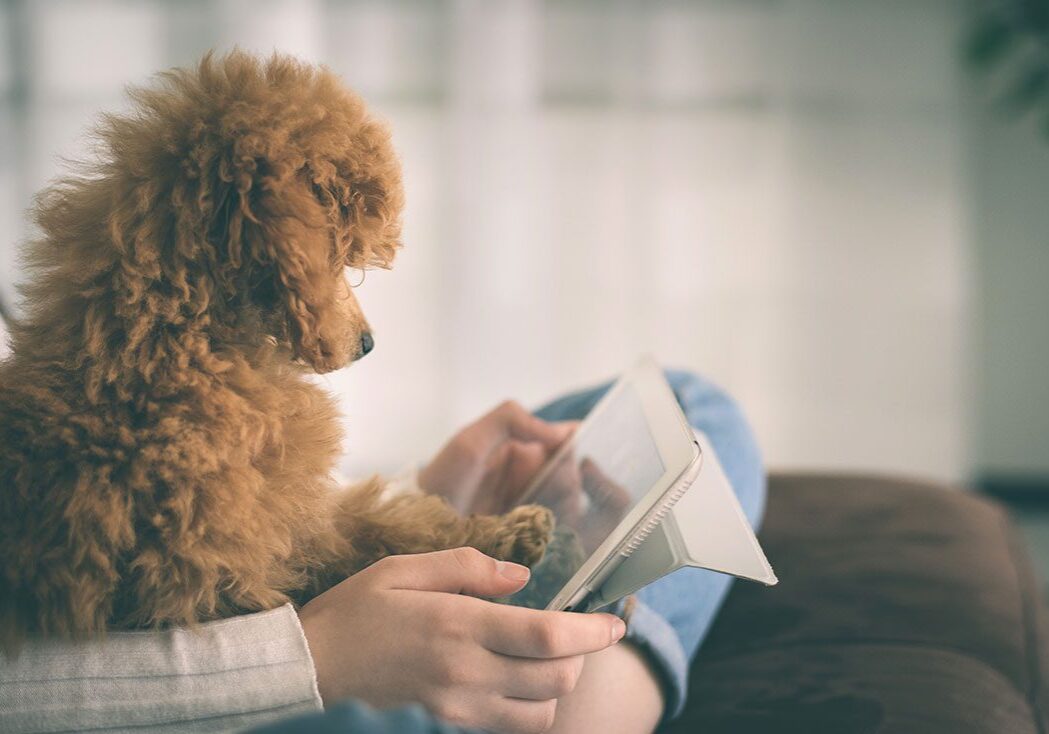 female siting on couch indoors using digital tablet with small fluffy dog sitting in lap pressing paw to screen