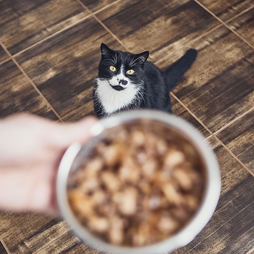 hungry cat indoors looking up at owner holding food bowl that's blurred