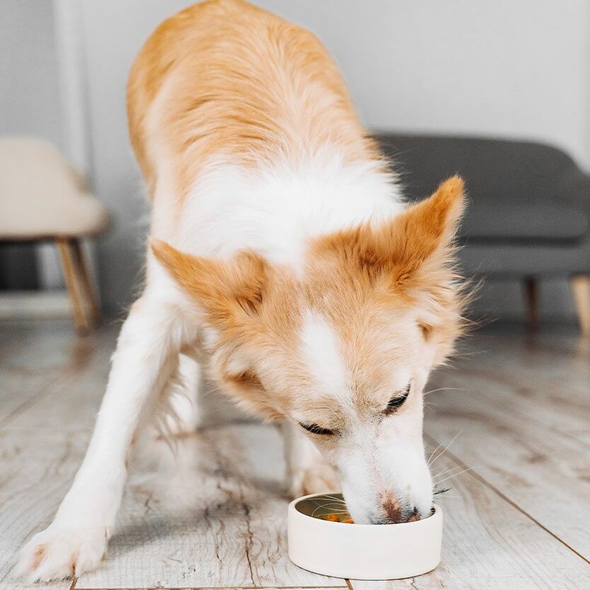 red border collie eating from small bowl indoors
