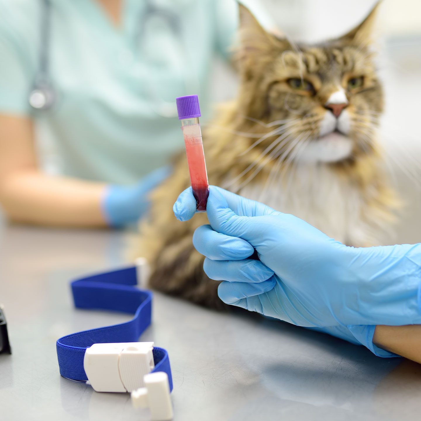 two staff members wearing gloves while performing blood test on maine coon cat