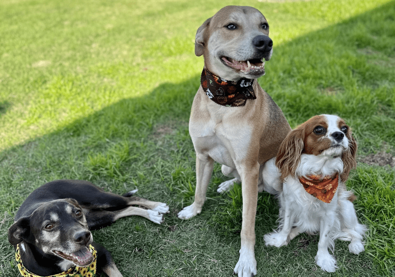 three dogs smiling on the grass with bandanas on