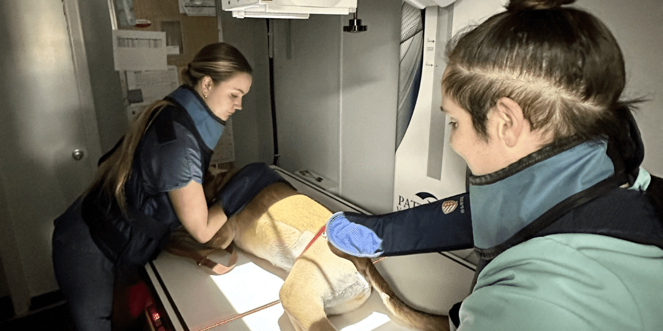 two female techs holding a dog for x-rays on a table
